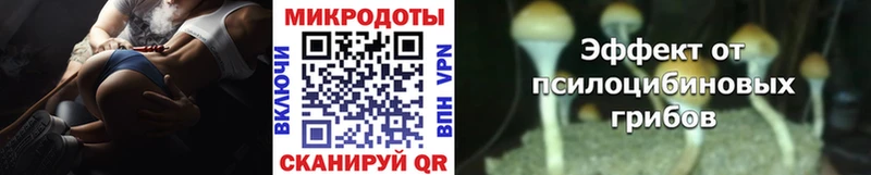 Галлюциногенные грибы Psilocybine cubensis закладки Богданович